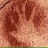 Ancient Fingerprint